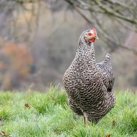 Foxglove * Уитби